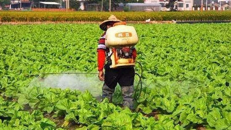 生态养殖，奶牛品种如何选？**