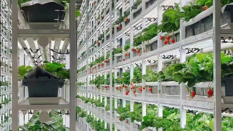 绿色食品与有机认证：品质与标准的双重保障